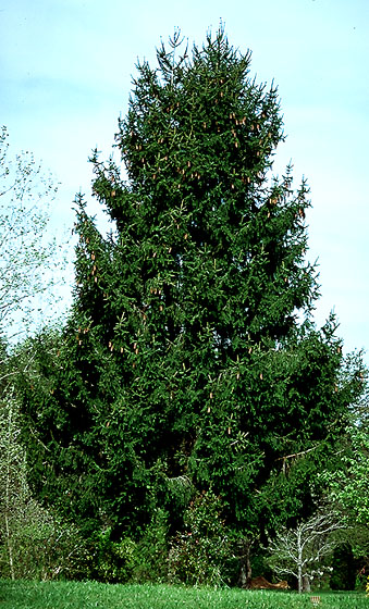 Norway Spruce Seedlings And Larger Trees.